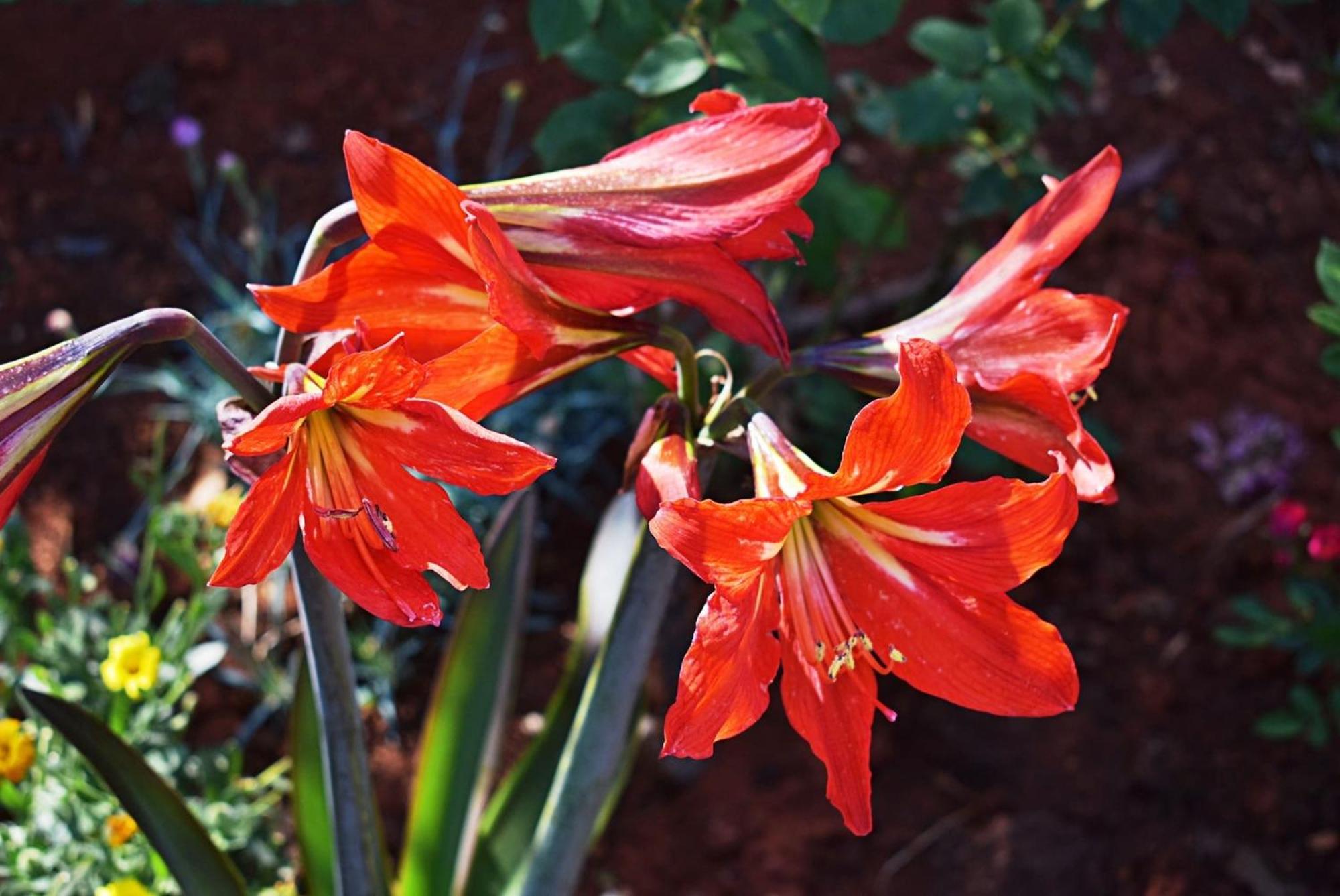 Flower Garden Rhapsody - Modern Family Apartments Near Fazana Exterior photo