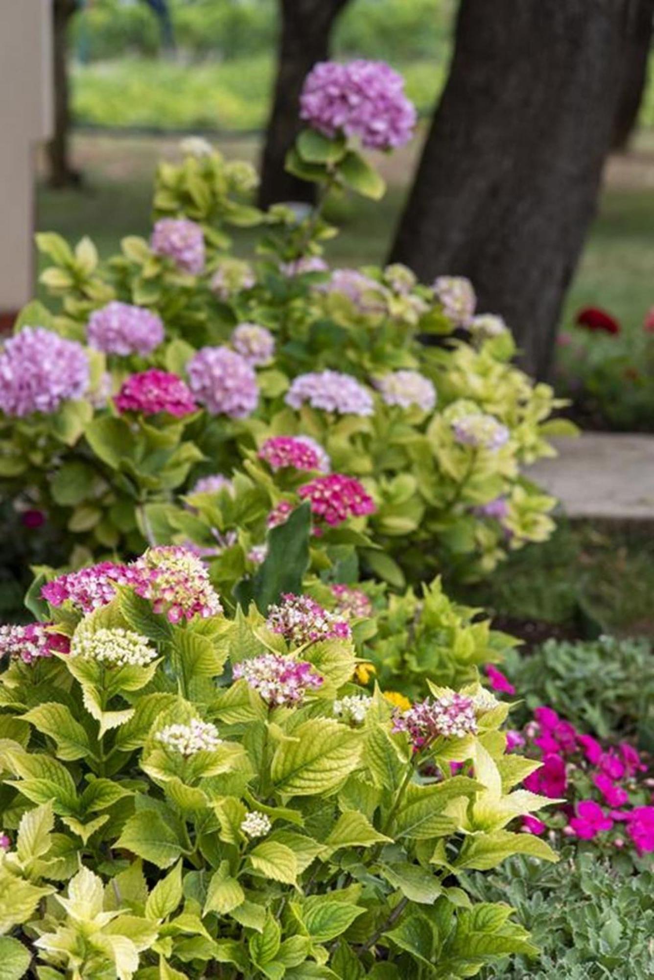 Flower Garden Rhapsody - Modern Family Apartments Near Fazana Exterior photo
